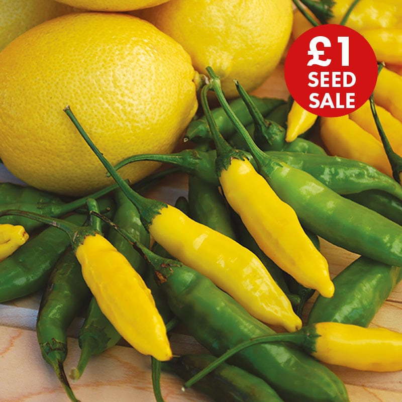 Chilli Pepper Peruvian Lemon Drop Seeds