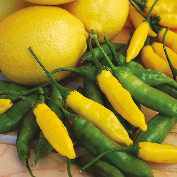 Chilli Pepper Peruvian Lemon Drop Seeds