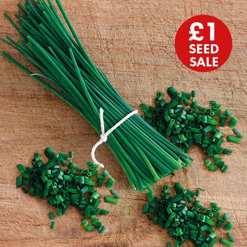 Chives Biggy Seeds