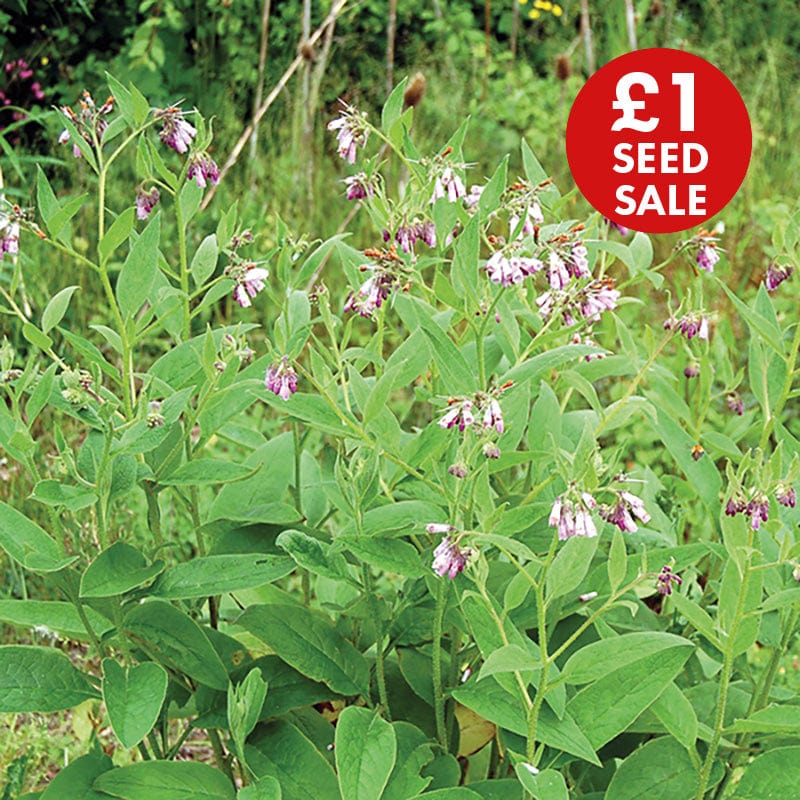 Comfrey Seeds