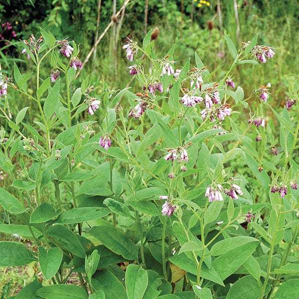 Comfrey Seeds