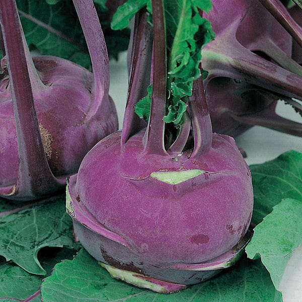 Kohl Rabi Purple Vienna Seeds