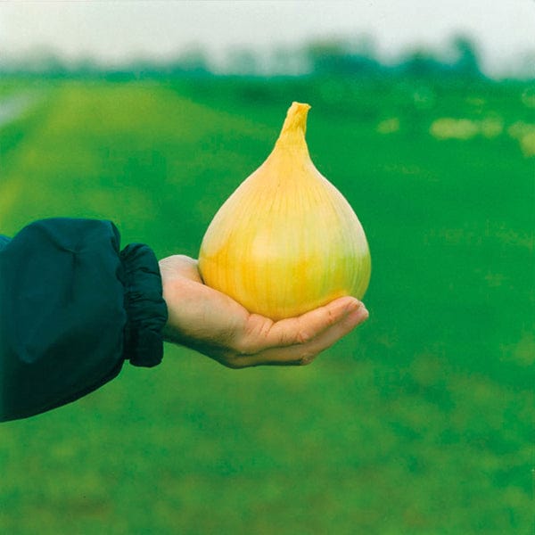 Onion Exhibition Seeds from Mr Fothergill's Seeds and Plants