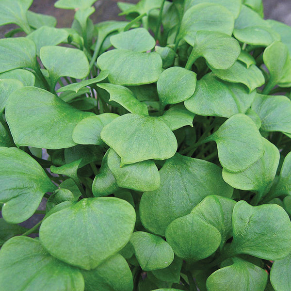 Winter Purslane Seeds