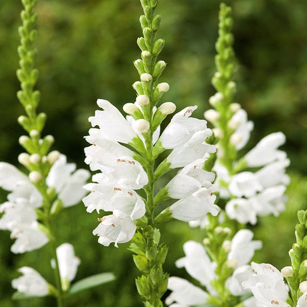 Physostegia virginiana Alba Seeds