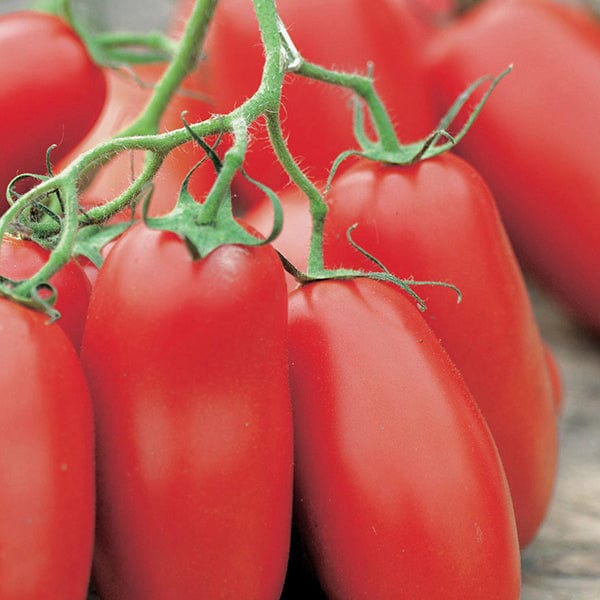 Tomato Follia F1 Seeds