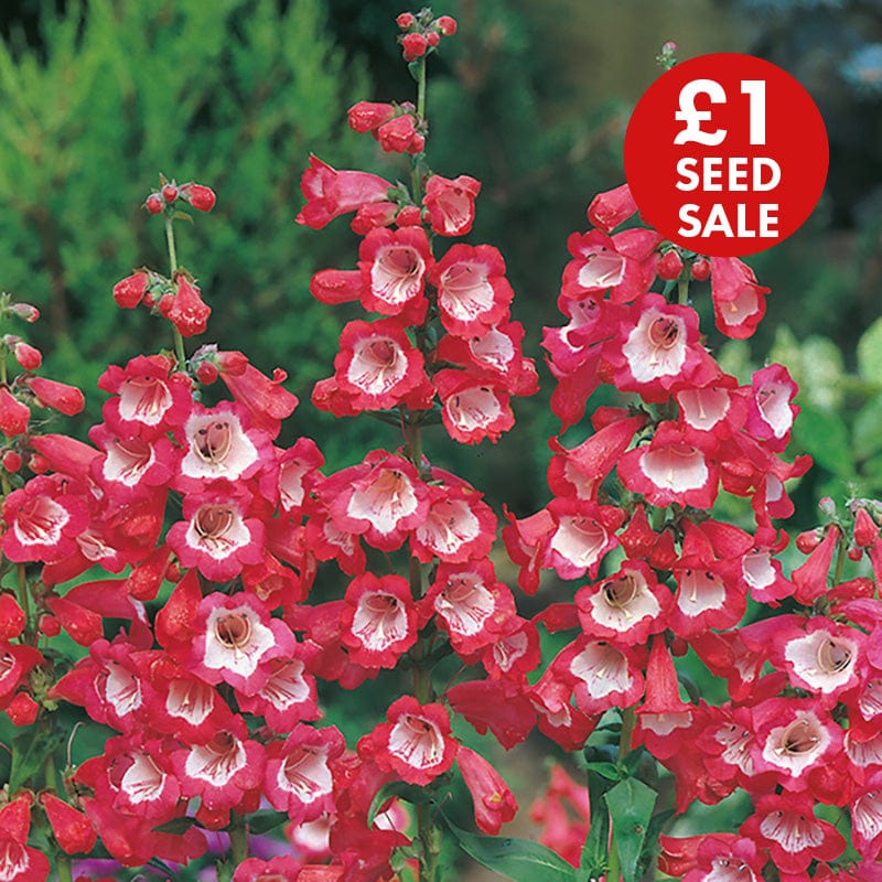 Penstemon Scarlet Queen Seeds