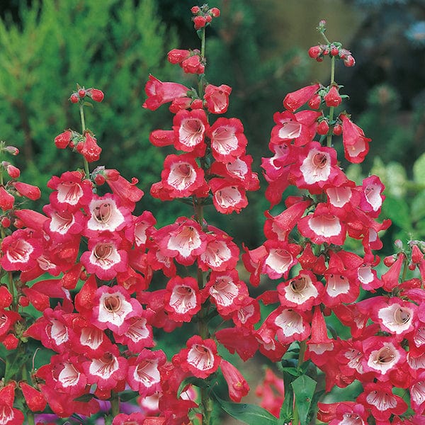 Penstemon Scarlet Queen Seeds