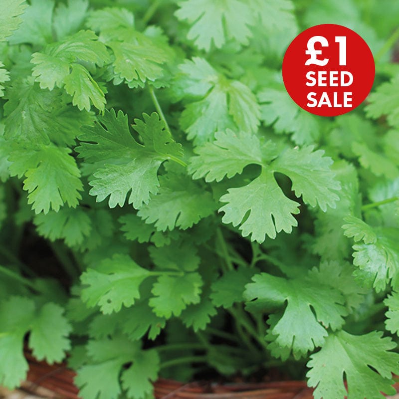 Coriander Cilantro for Leaf Seeds