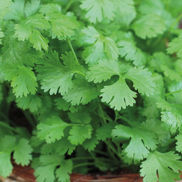 Coriander Cilantro for Leaf Seeds