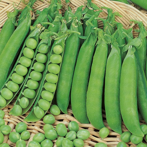 Douce Provence Pea Seeds