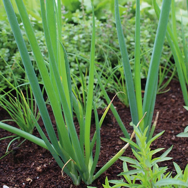 Welsh Onion Japanese Leek Seeds