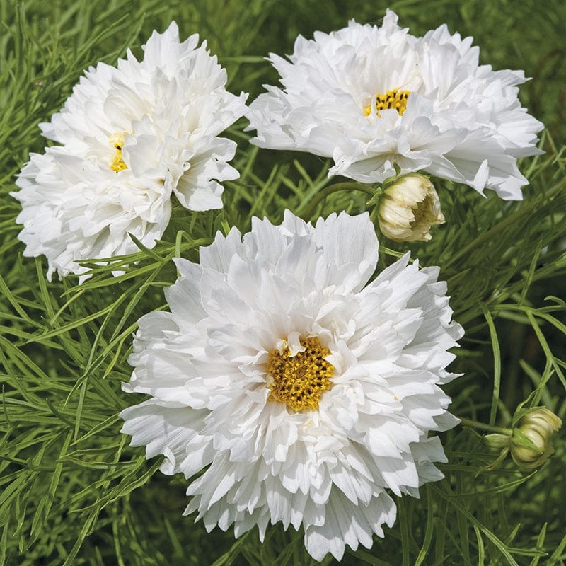 Cosmos Double Dutch White