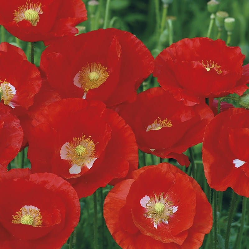 Poppy American Legion Seeds