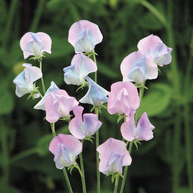 Sweet Pea Turquoise Lagoon