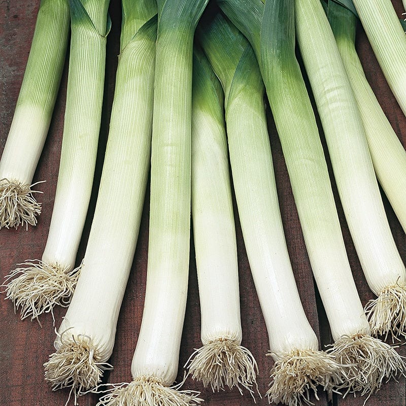 Leek Navajo F1 Seeds