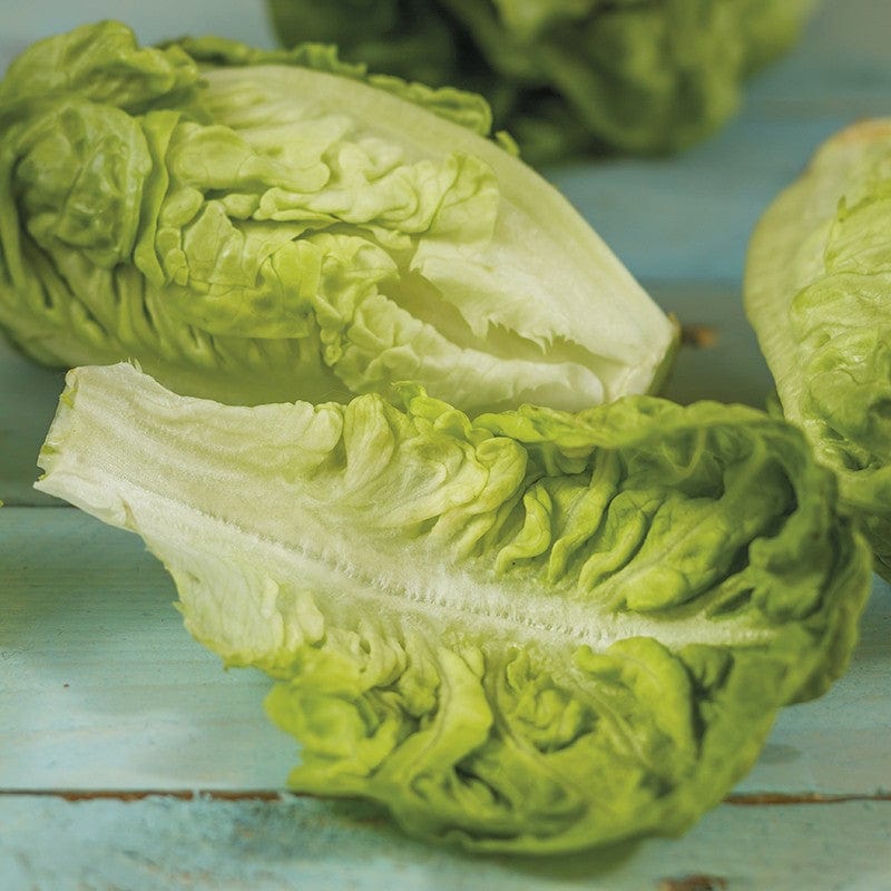 Lettuce Thimble Seeds