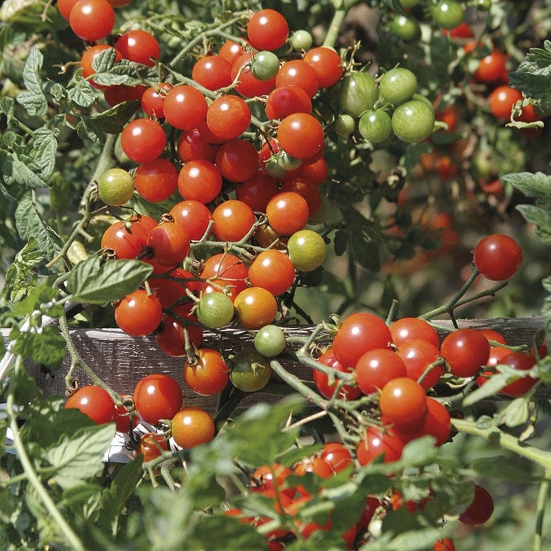 Tomato (Cherry) Sweet Baby Seeds