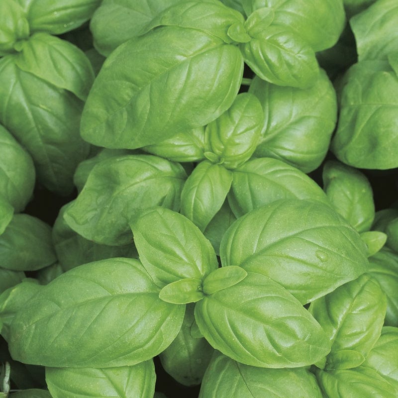 RHS Basil Aroma 2 F1