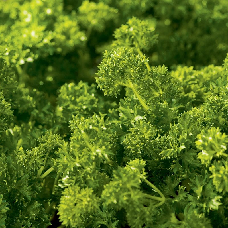 RHS Parsley Curlina Seeds