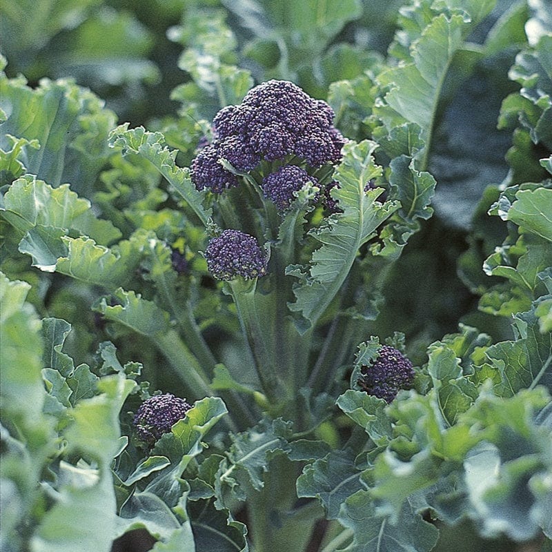 RHS Broccoli (Sprouting) Claret F1