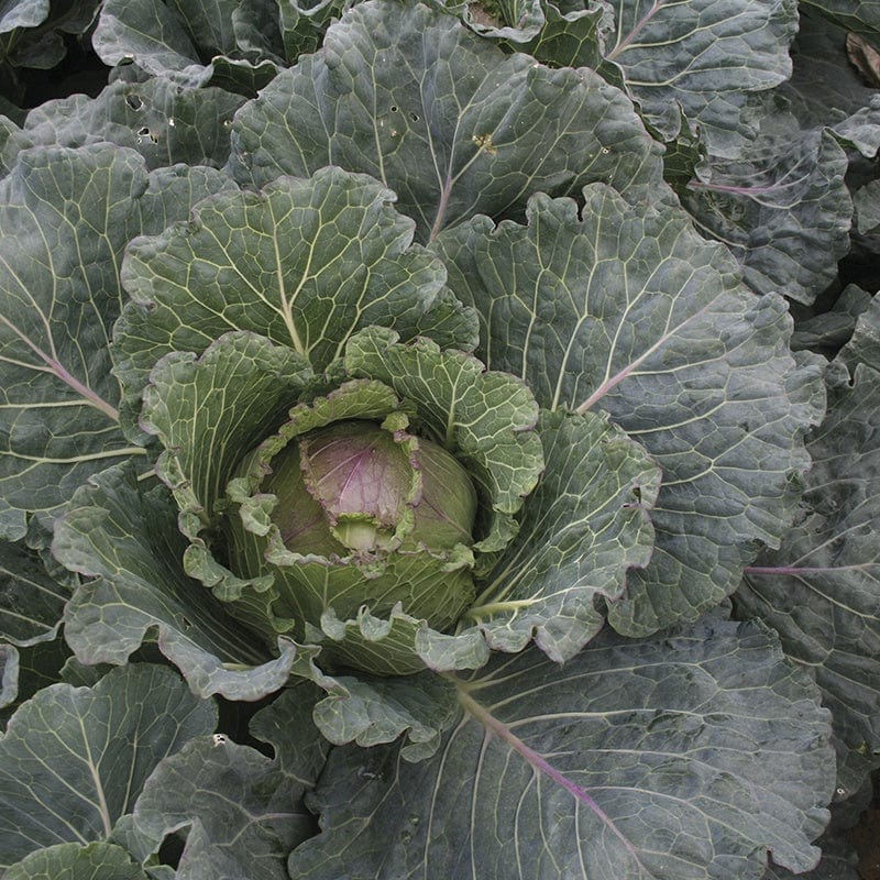 RHS Cabbage (January King) Noelle F1