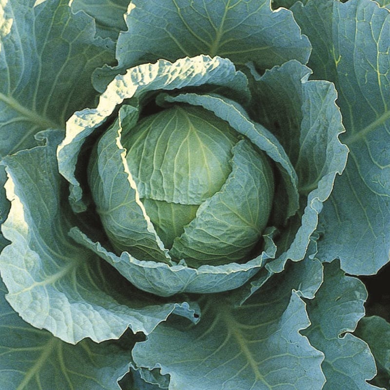 RHS Cabbage (Savoy) Tundra F1 Seeds