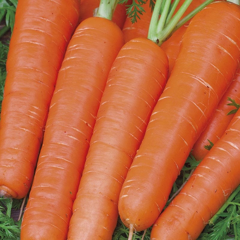 RHS Carrot Maestro F1 Seeds