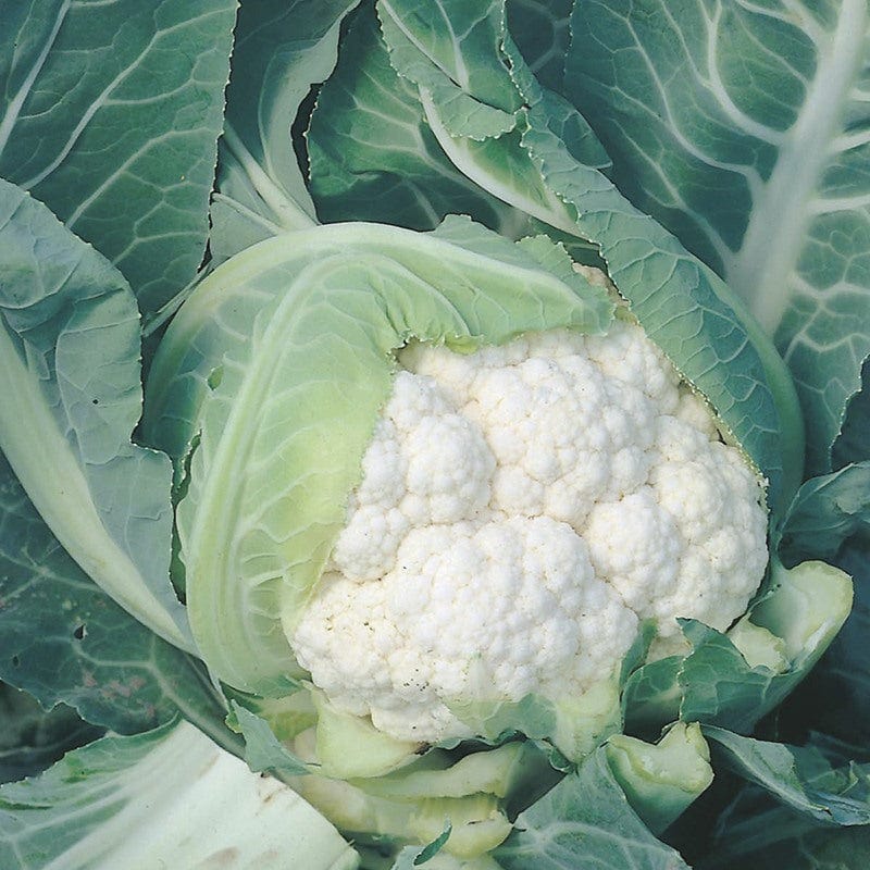 RHS Cauliflower Moby Dick F1 Seeds