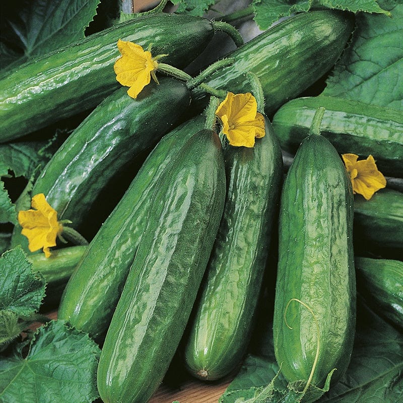 RHS Cucumber Emilie F1 Seeds