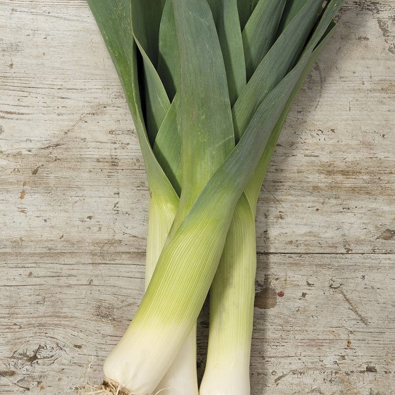 RHS Leek Oarsman F1 Seeds