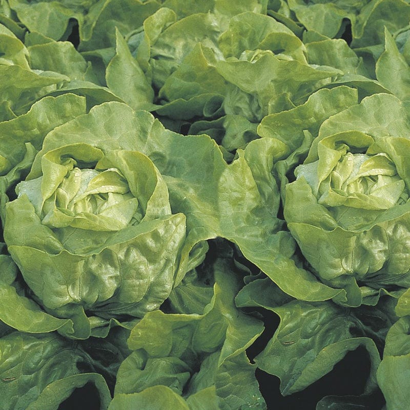 RHS Lettuce Clarion Seeds