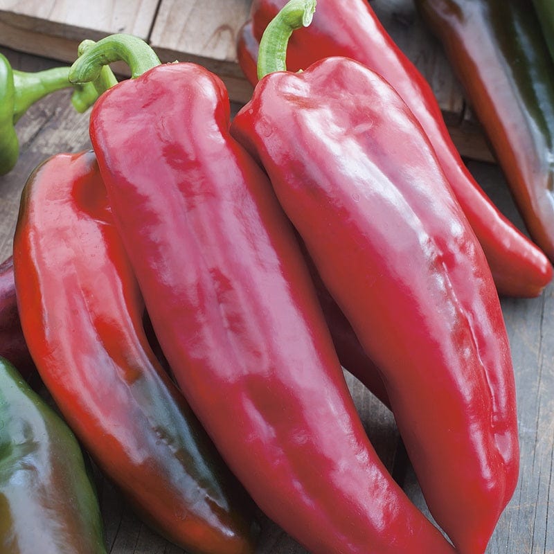 RHS Pepper (Sweet) Corno di torro rosso