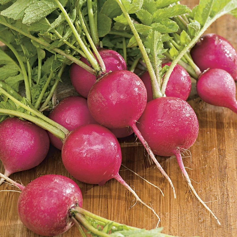 RHS Radish Pink Beauty Seeds