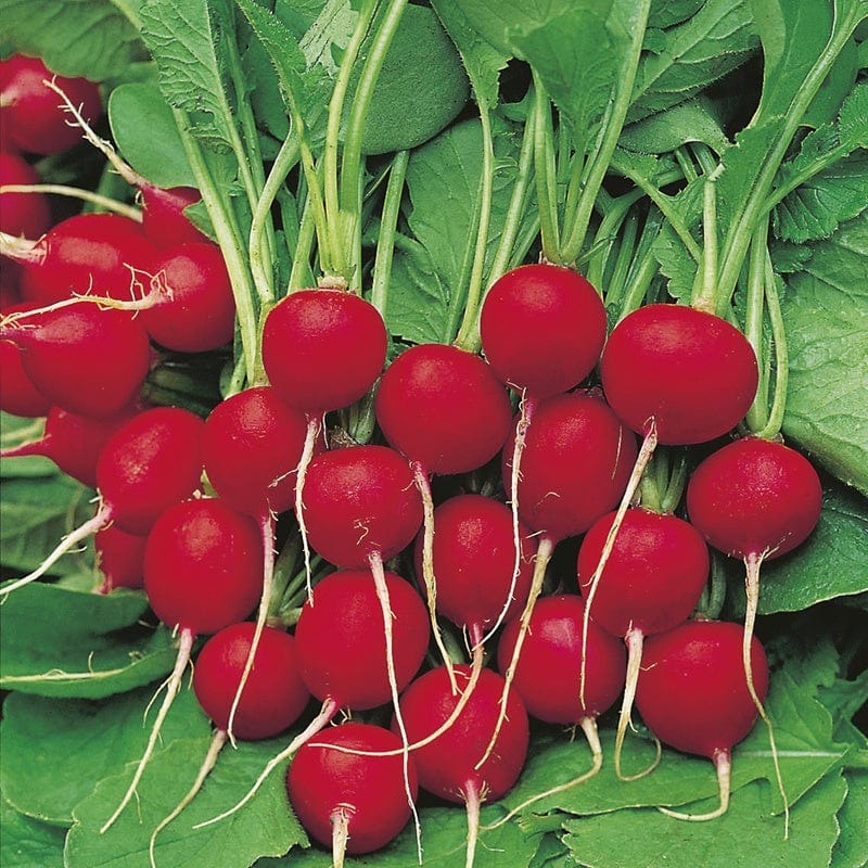 RHS Radish Rudi Seeds