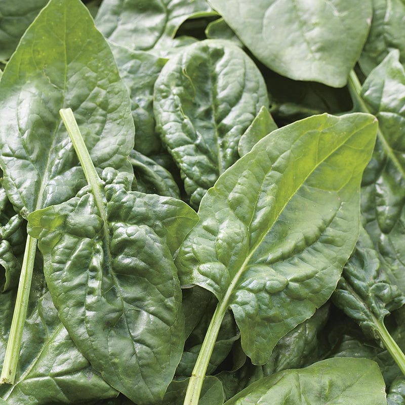 RHS Spinach Missouri F1 Seeds