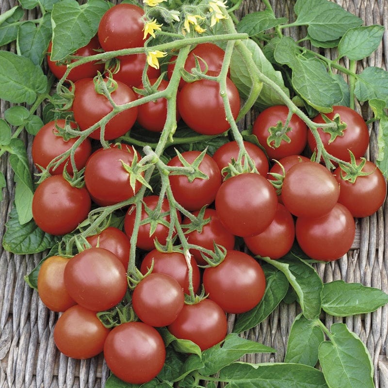 RHS Tomato Cherrola F1 Seeds