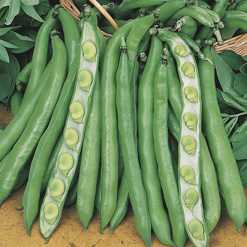 RHS Broad Bean Imperial Green Longpod Seeds