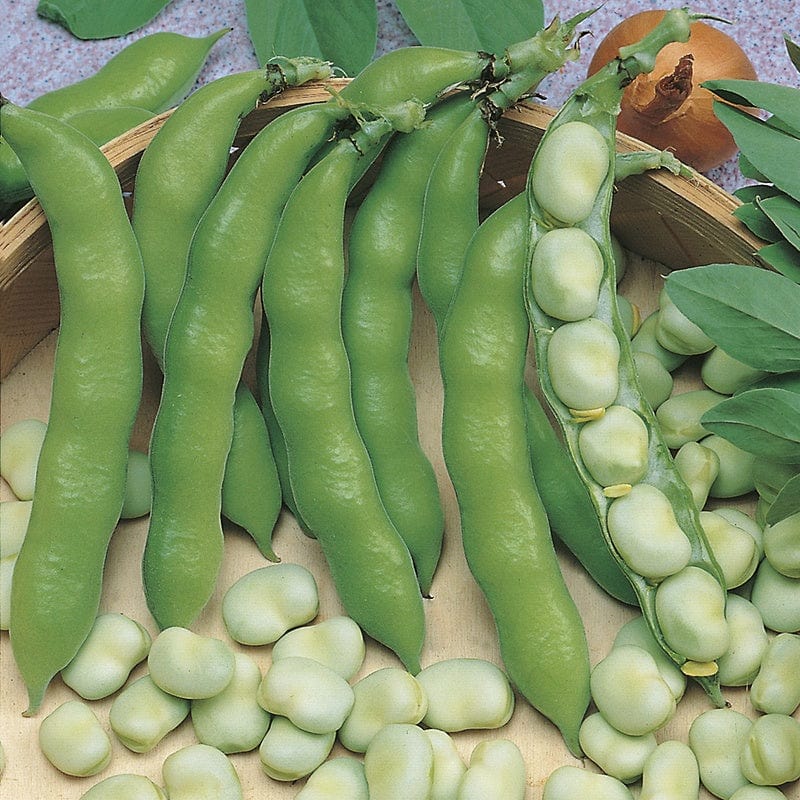 RHS Broad Bean Suprifin