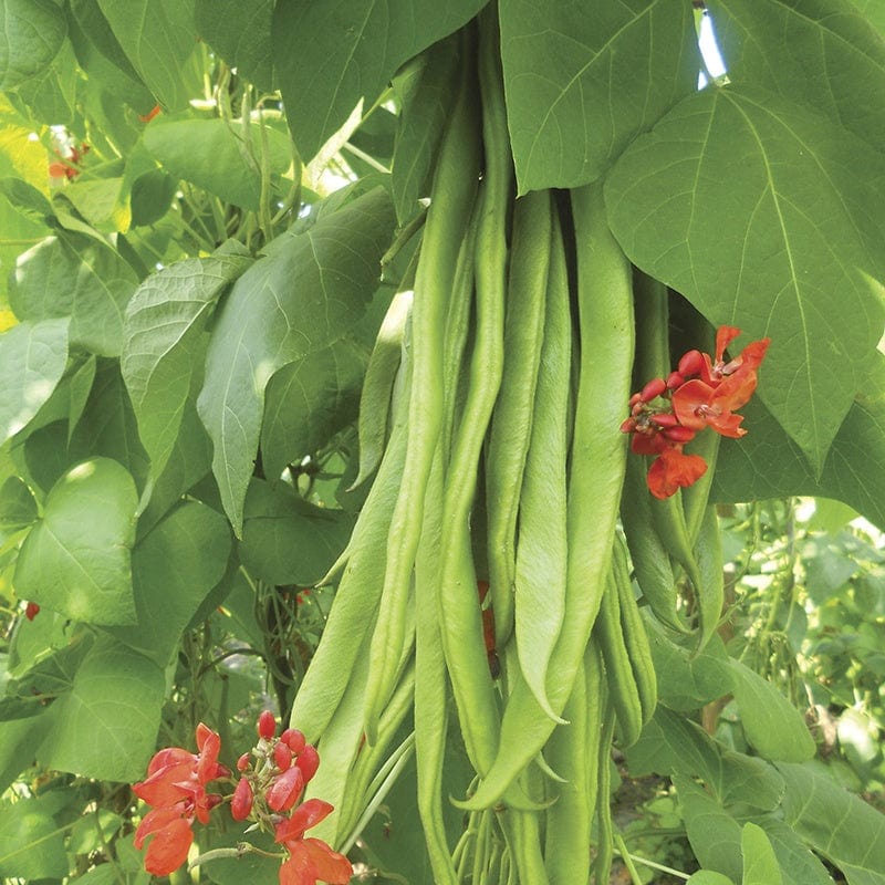 RHS Runner Bean Firestorm Seeds