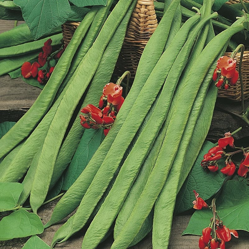 RHS Runner Bean Benchmaster Seeds