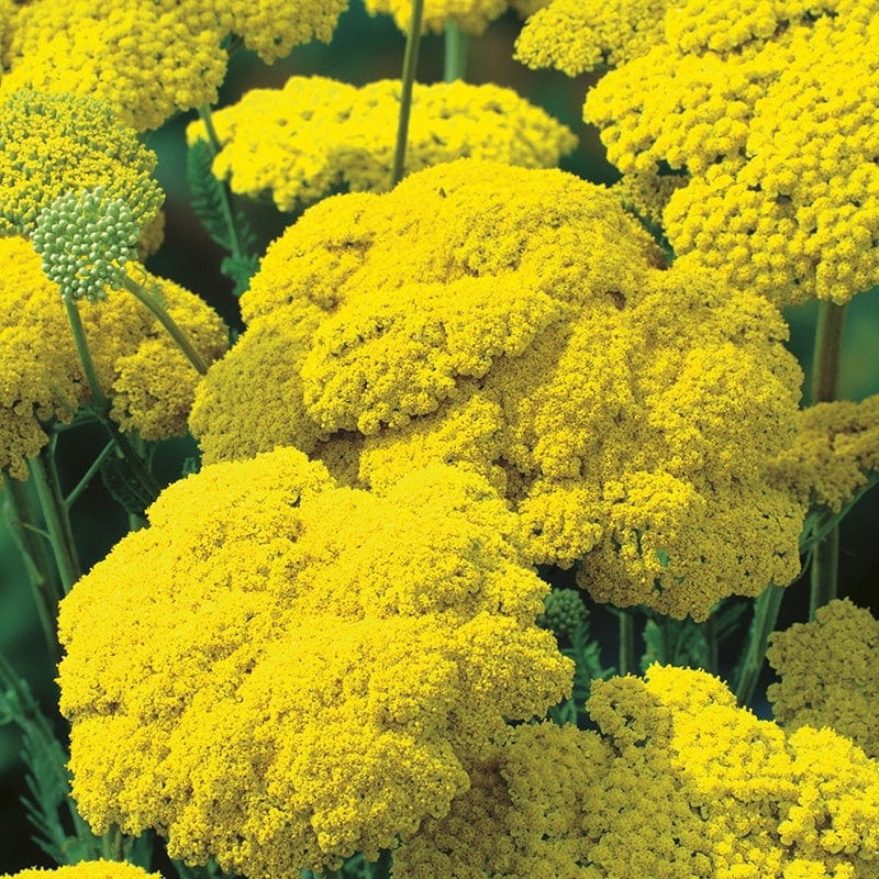 RHS Achillea Gold Plate