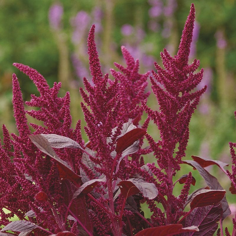 RHS Amaranthus Velvet Curtains