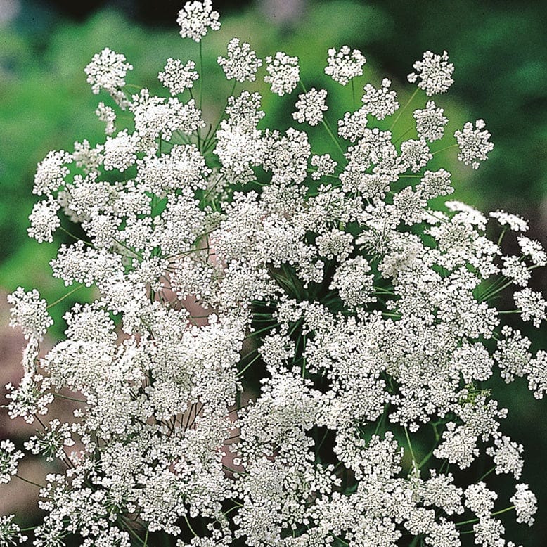 RHS Ammi majus