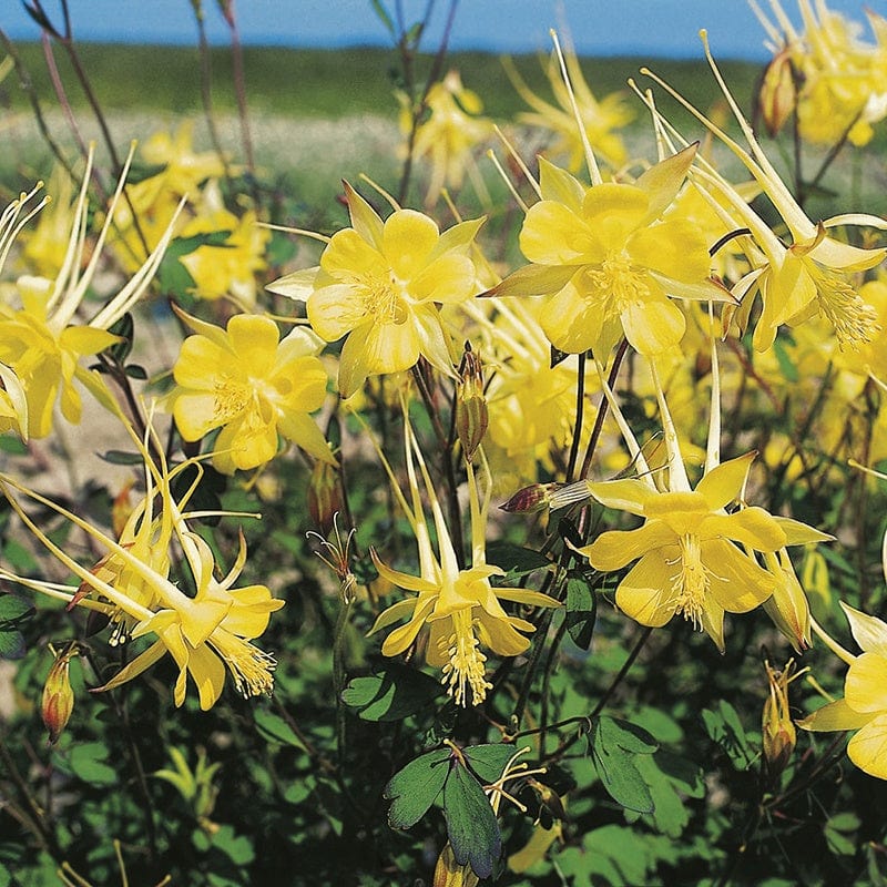 RHS Aquilegia Yellow Queen