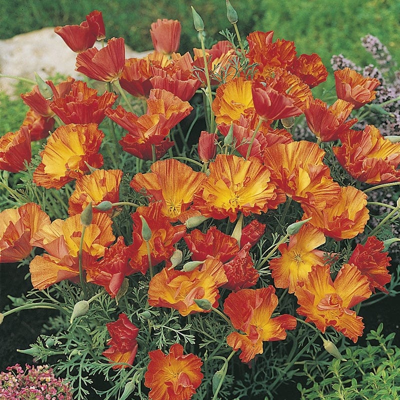 RHS California Poppy Apricot Chiffon Seeds