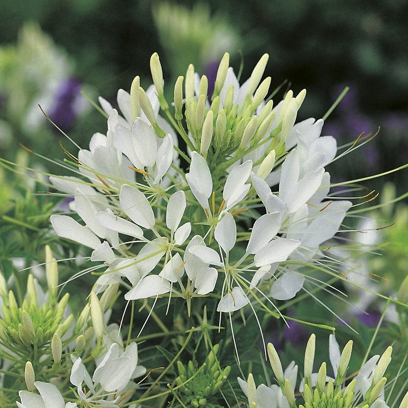 RHS Cleome Helen Campbell