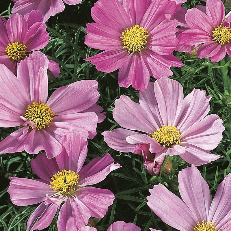 RHS Cosmos Sensation Pinkie