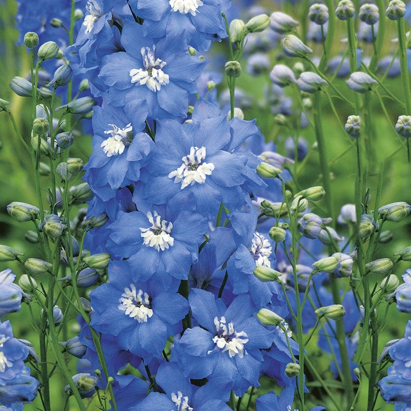 RHS Delphinium Centurion Sky Blue F1 Seeds