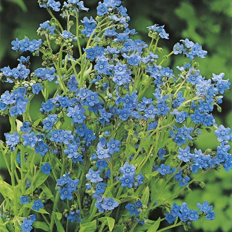 RHS Forget-Me-Not (Chinese) Seeds
